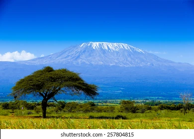 Home kilimanjaro on african savannah 260nw 257804815