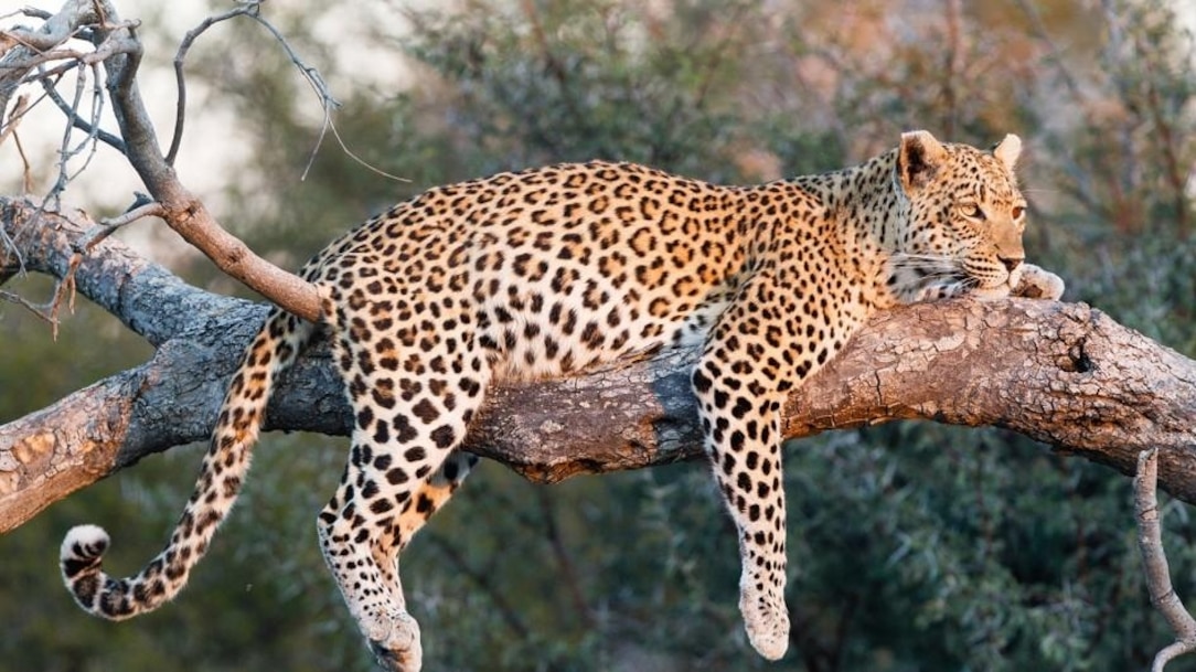 About leopard tree