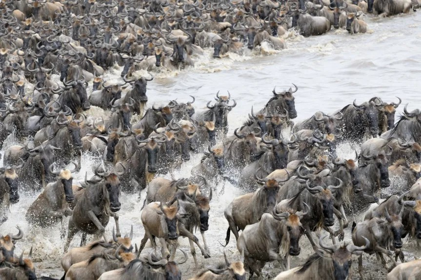 Serengeti National Park r0ph22eh (2)